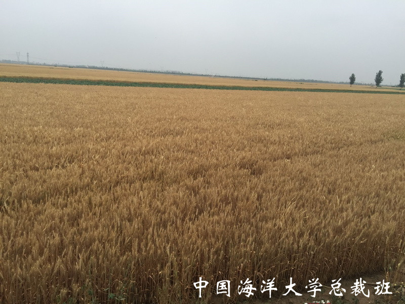 总裁班